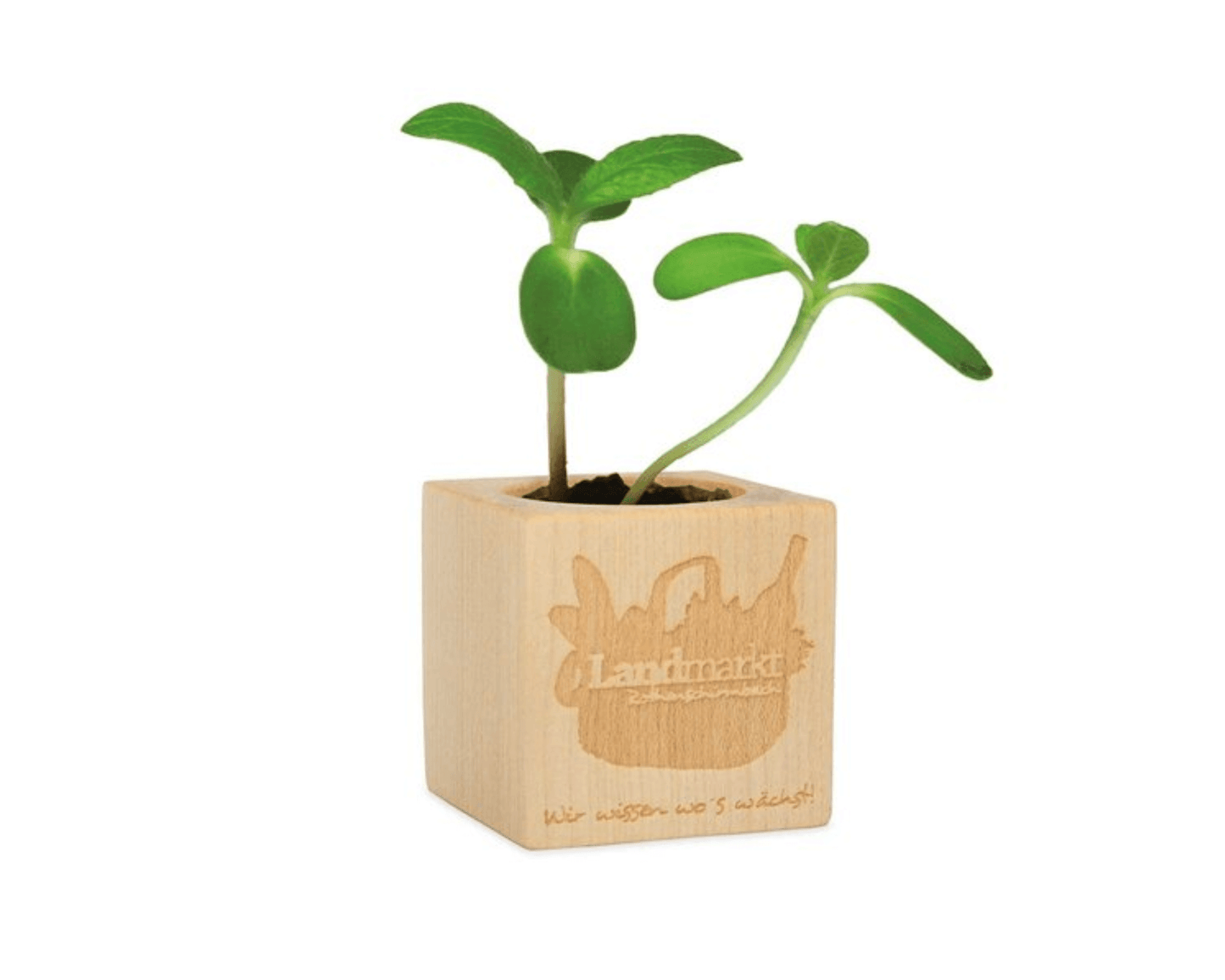 PFLANZE X SUN - Holzwürfel mit Samen - Sonnenblume | Layana Life – nachhaltige Firmengeschenke