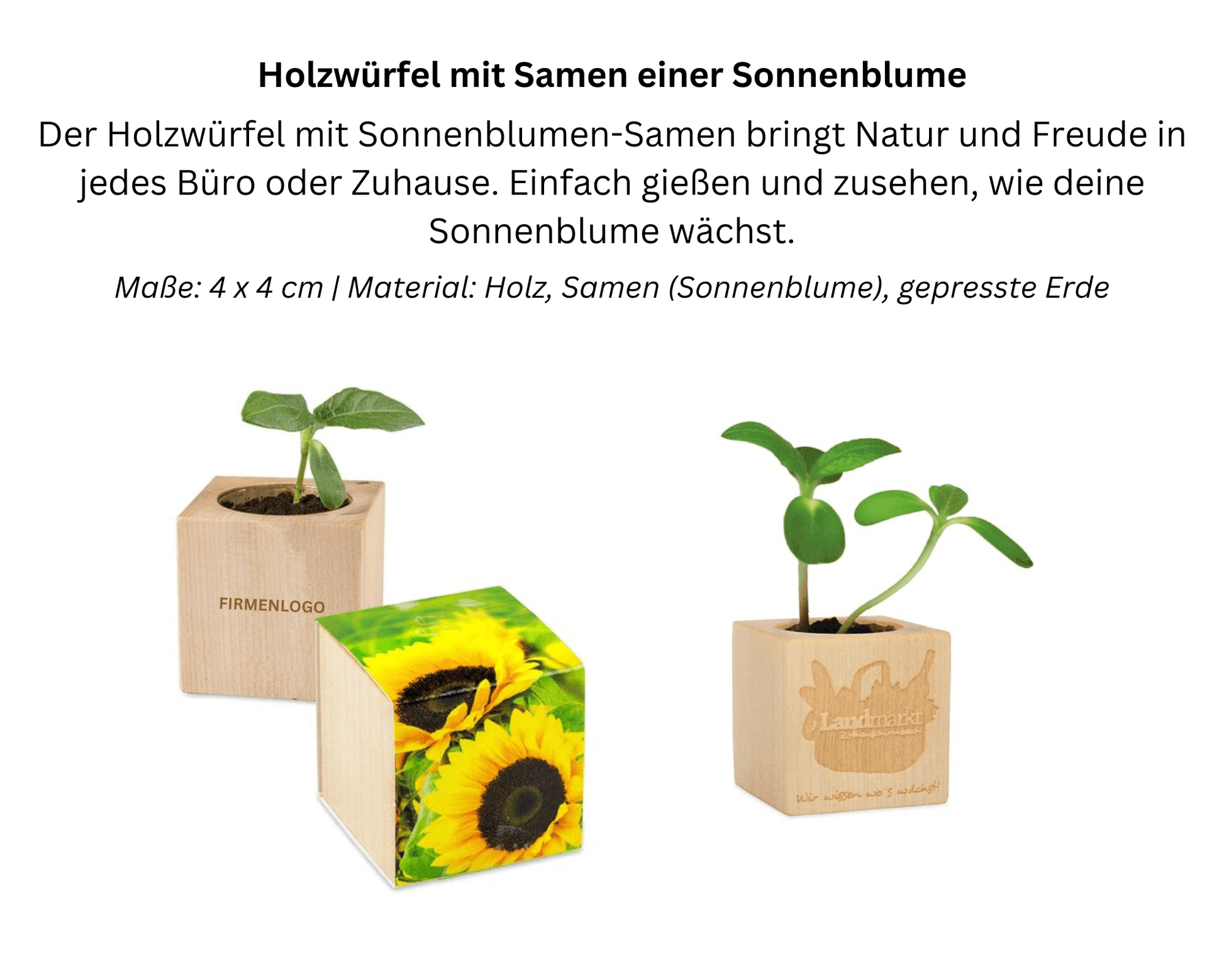 PFLANZE X SUN - Holzwürfel mit Samen - Sonnenblume | Layana Life – nachhaltige Firmengeschenke
