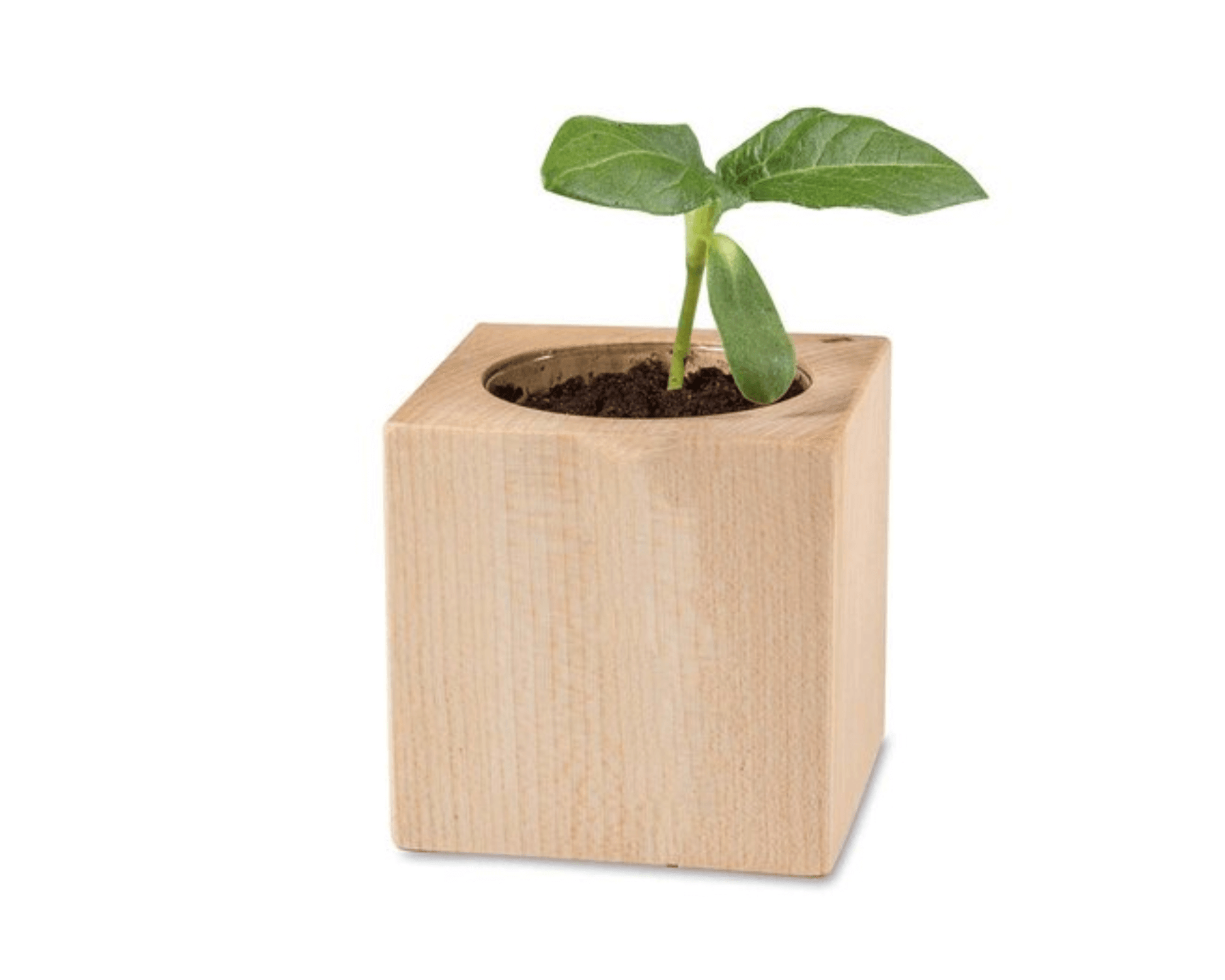 PFLANZE X SUN - Holzwürfel mit Samen - Sonnenblume | Layana Life – nachhaltige Firmengeschenke